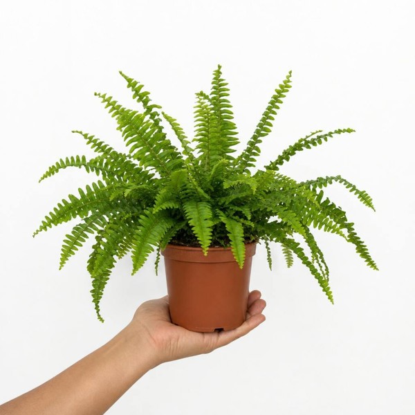 Boston Fern in White Ceramic Pot – Air-Purifying Gift for Plant Lovers - 1 - Nursery Pot