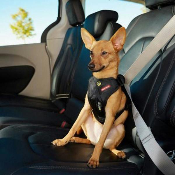 EzyDog Drive Car Harness