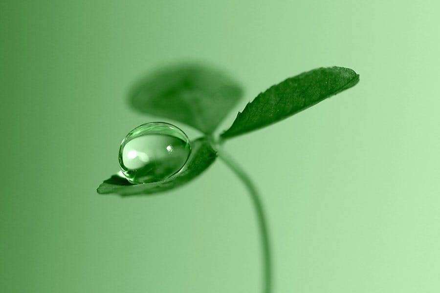 macro photography art