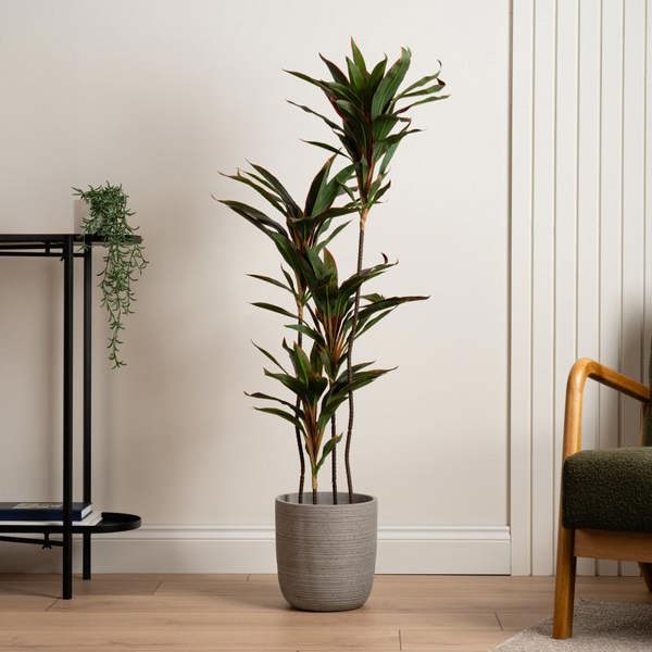 Scottish Everlastings 120Cm Real Touch Red Dracaena