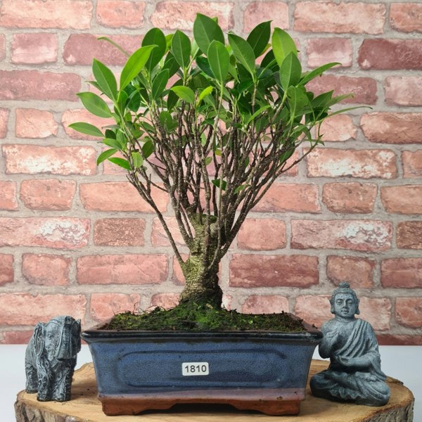 Yorkshire Bonsai Ficus Microcarpa (Banyan Fig) Indoor Bonsai Tree | Broom | In 20cm Pot