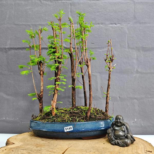 Yorkshire Bonsai Dawn Redwood (Metasequoia) Bonsai Tree Forest | Upright Style | In 25cm Pot