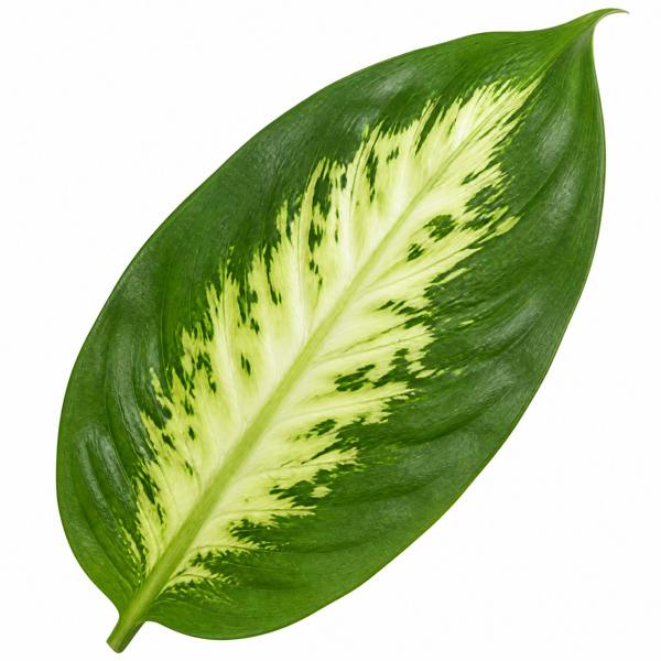 Dieffenbachia Compacta Dumb Cane 12cm Pot Plants By Post