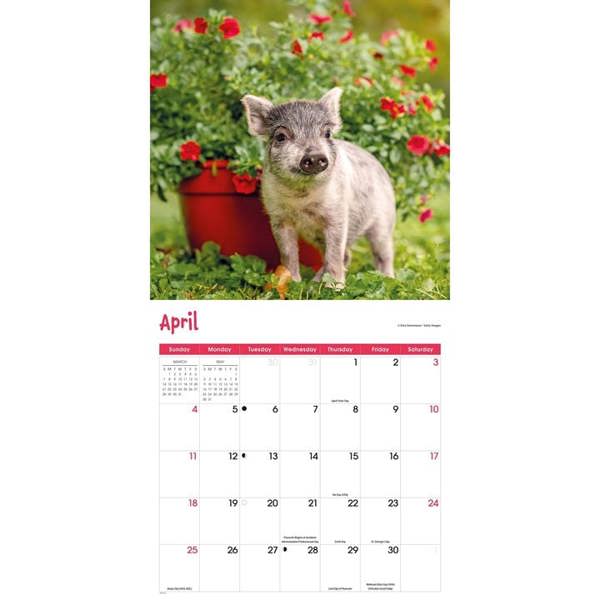 Mini Pigs Calendar 2027, Wall Calendars, Month To View, Animals, Gift