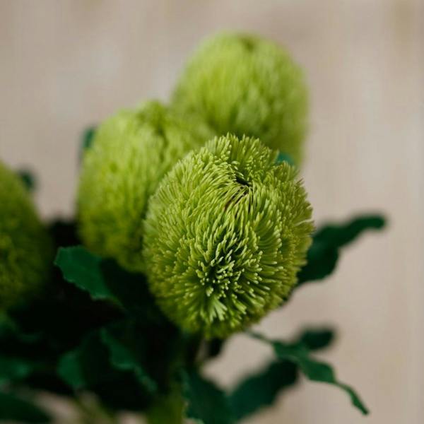 Wyld Haus Set of 3 Artificial Flowers Large Green Banksia Serrata Stems