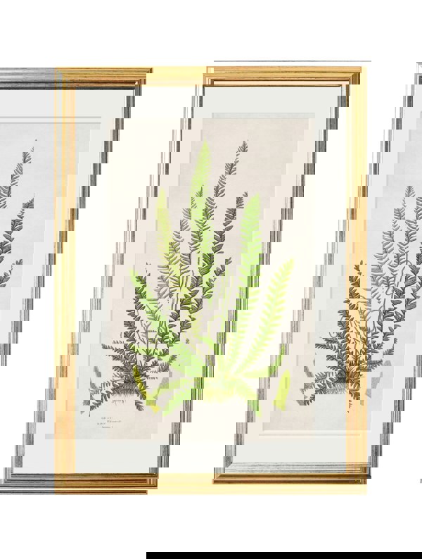 Exceptional Art Collection of 6 Ferns