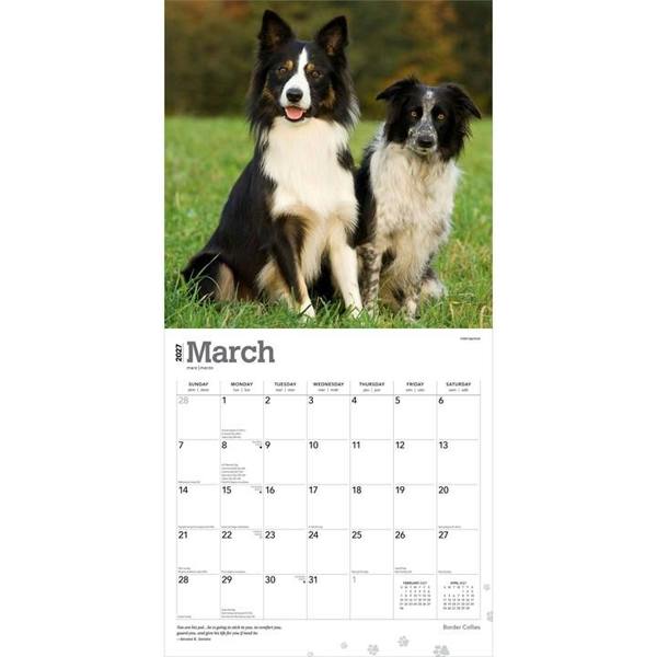 Border Collies Calendar 2027, Wall Calendars, Month To View, Dogs, Gift