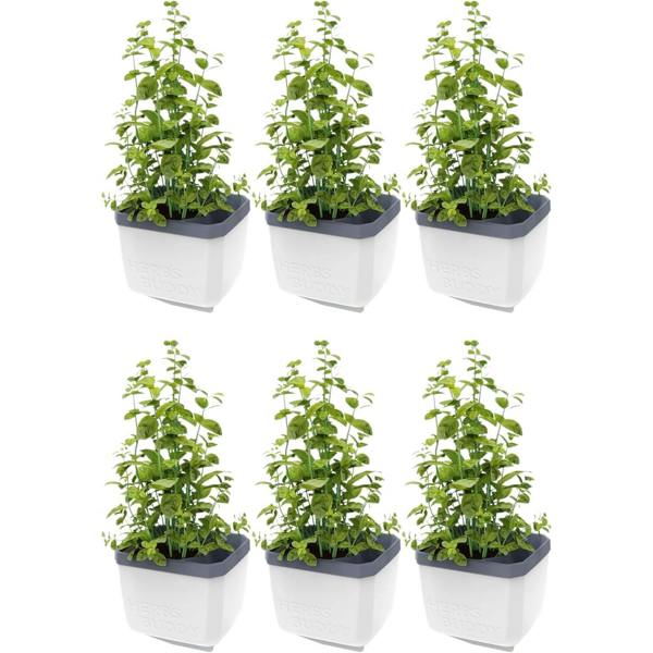 HERBS BUDDY herb pot with water reservoir - White
