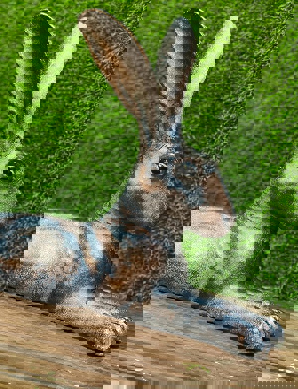 Inspirational Gifting Laying Hare Garden Sculpture Ornament Decor