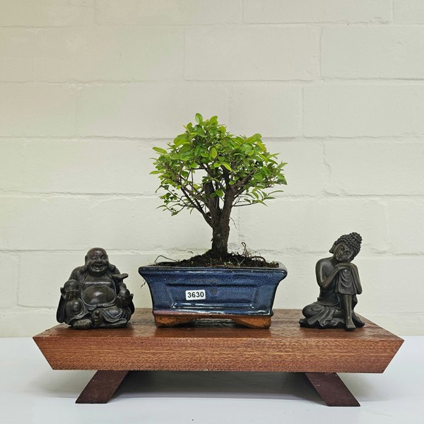 Yorkshire Bonsai Bird Plum (Sageretia) Bonsai Tree | Broom | In 15cm Pot