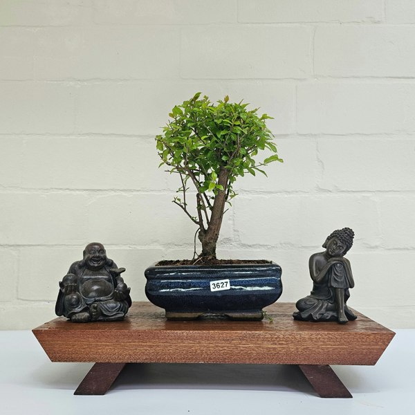 Yorkshire Bonsai Bird Plum (Sageretia) Bonsai Tree | Broom | In 15cm Pot
