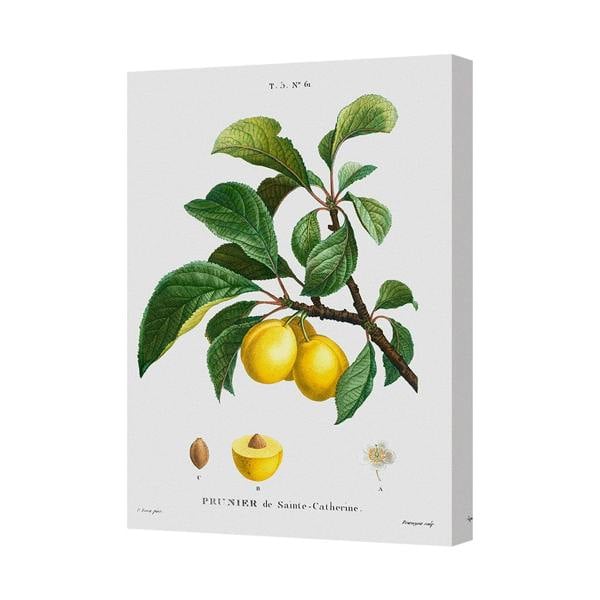 Benjamin Tate Design Botanical Canvas Print Of Lemon Branch Wall Art Handmade In UK