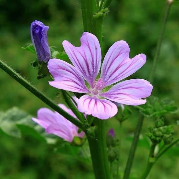 DamavandPro Malva sylvestris Seeds (Common Mallow) 200 Seeds