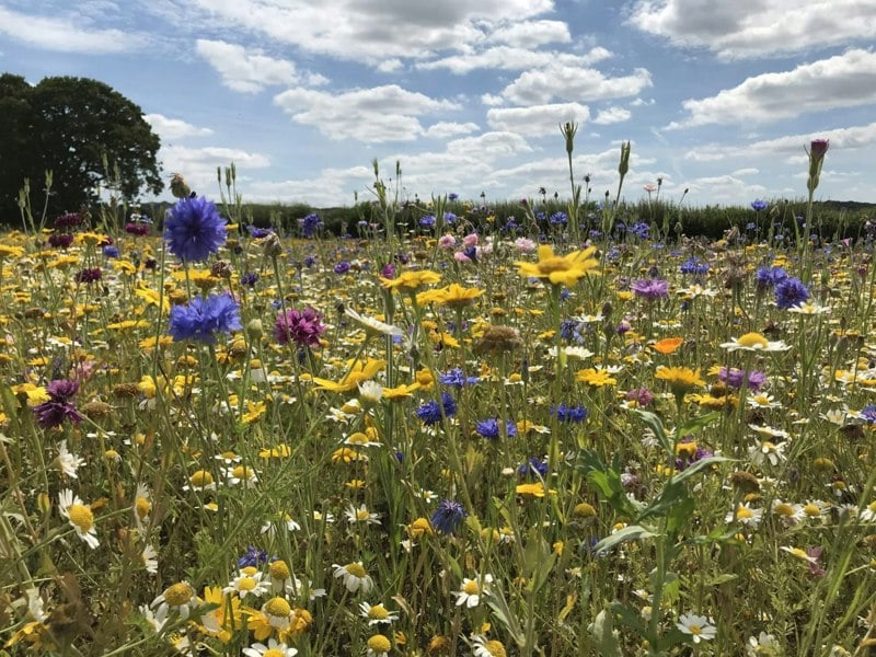 Seedball Wildflowers for birds