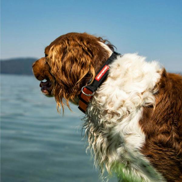 EzyDog Checkmate Collar in Red
