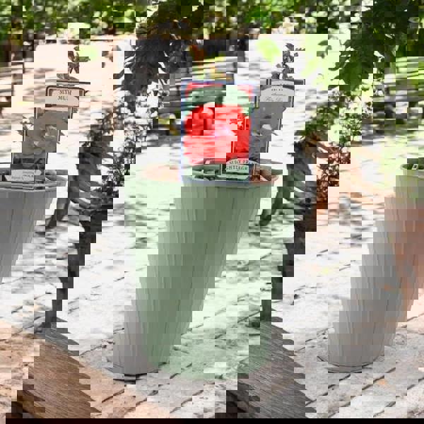 My Mum Rose Bush 5.5L Pot - Repeat Flowering Patio Rose Plants By Post