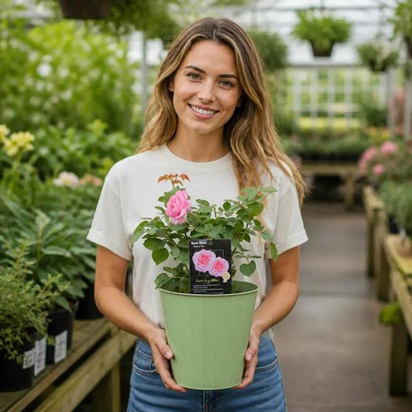 3L Mum In A Million Pink Rose Bush - Beautiful Flowering Plant Gift