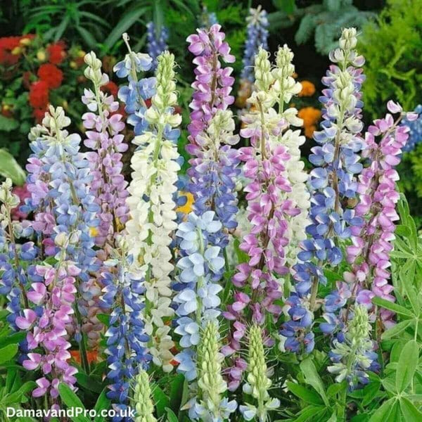 lupinus Diffusus Seeds Mix