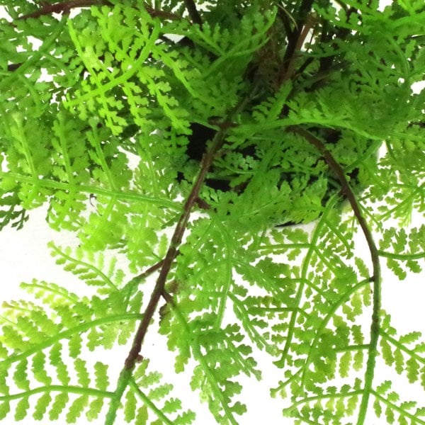 Leaf 30cm Artificial Potted Lady Fern (Athyrium Filix-Femina)