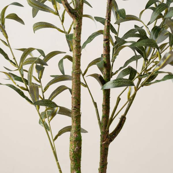 Scottish Everlastings 130cm Slim Silhouette Olive Tree