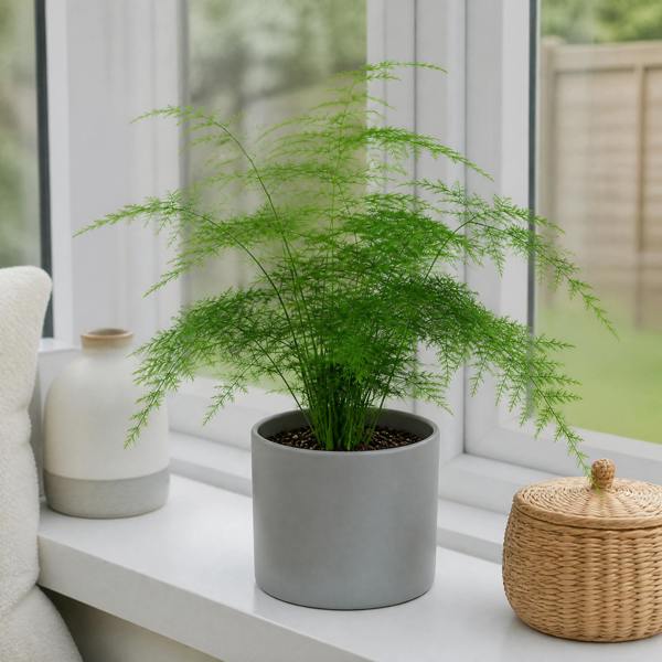 Asparagus Setaceus Lace Fern 12cm Pot Plants By Post