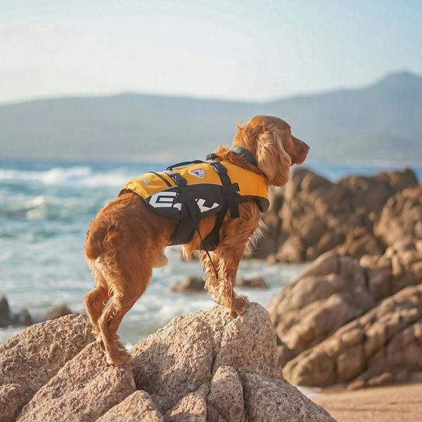 EzyDog DFD Standard Dog Life Jacket in Yellow