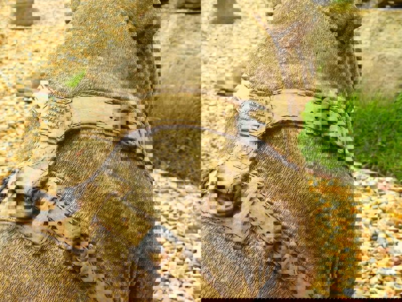 Life Size Sitting British Bulldog Stone Garden Ornament