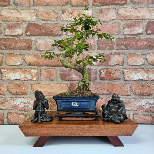 Yorkshire Bonsai Chinese Privet (Ligustrum Sinense) Bonsai Tree | Shaped | In 15cm Pot - 3504