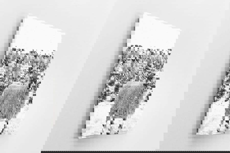 flock of sheep in snow printed on canvas