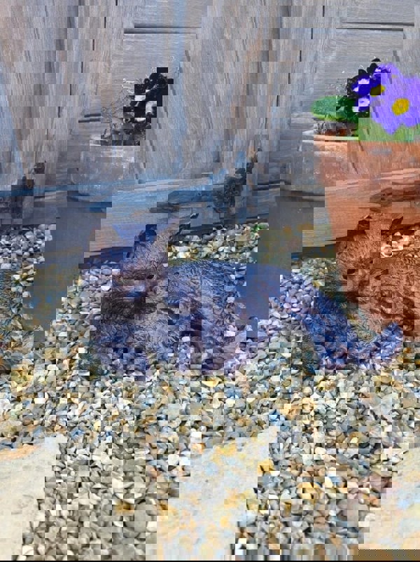 Inspirational Gifting Cat and Kitten Garden Sculpture Ornament Decor