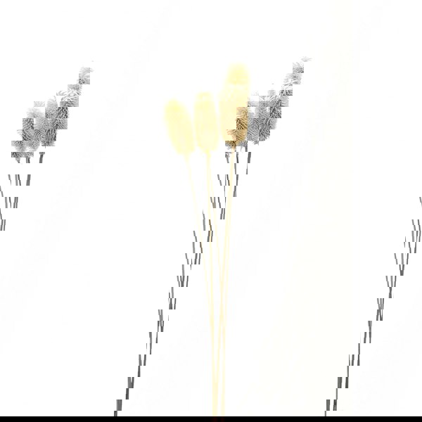 Hill Interiors Thistle Dried Plant - White