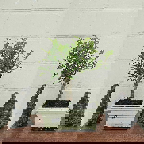 Yorkshire Bonsai Chinese Pepper (Zanthoxylum Pipertum) Bonsai Tree | Broom | In 15cm Pot