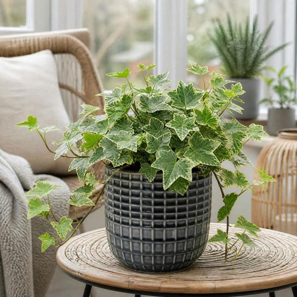 Hedera Variegated Ivy 12cm Pot Plants By Post