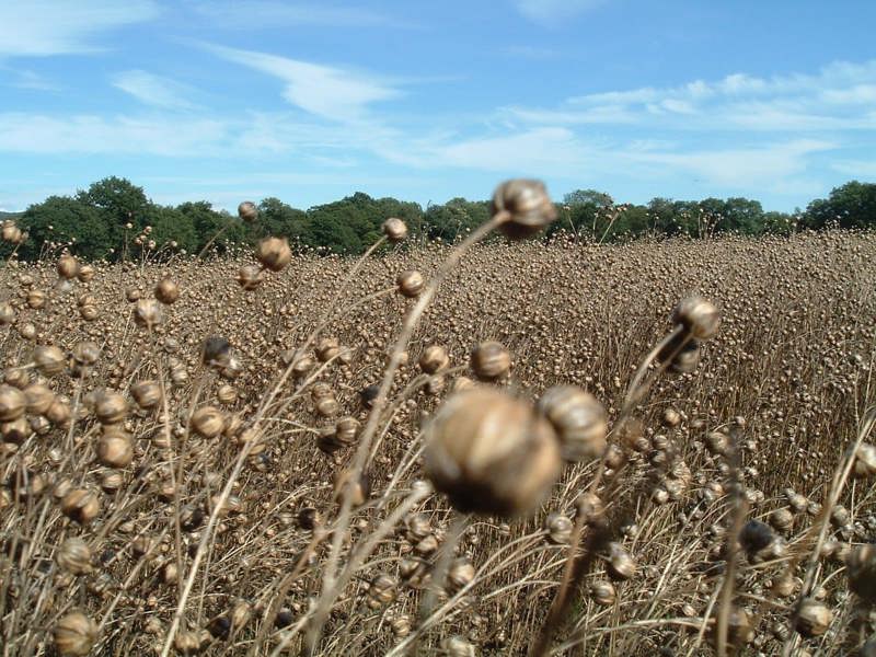 Flaxseed Field