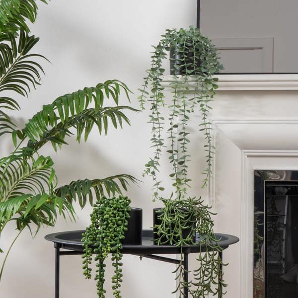 Scottish Everlastings Set of 3 Trailing Plants in Matte Black Ceramic Pots