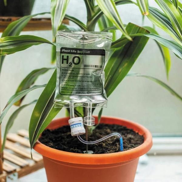 A novelty "Plant Life Support H2O" IV water bag hanging from a metal stake inside a terracotta potted houseplant.