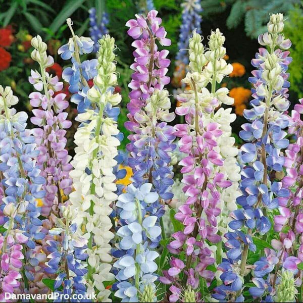 Lupinus Hartwegii Mixed