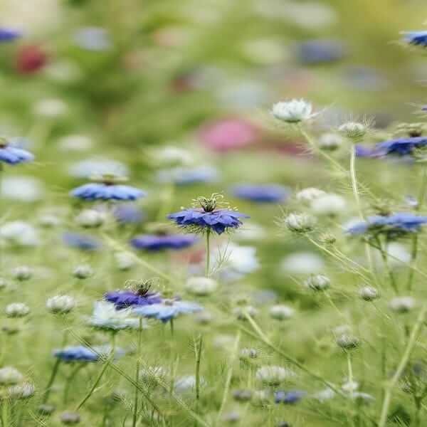 flowers-black cumin seed