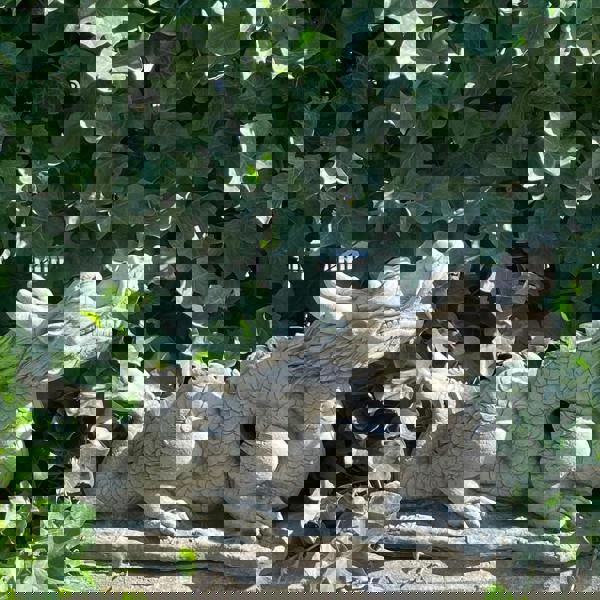 Mystical  Oriental Dragon Stone Cast  Statue Garden Ornament