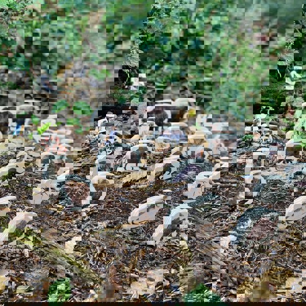 tickit Wooden Forest Animal Blocks