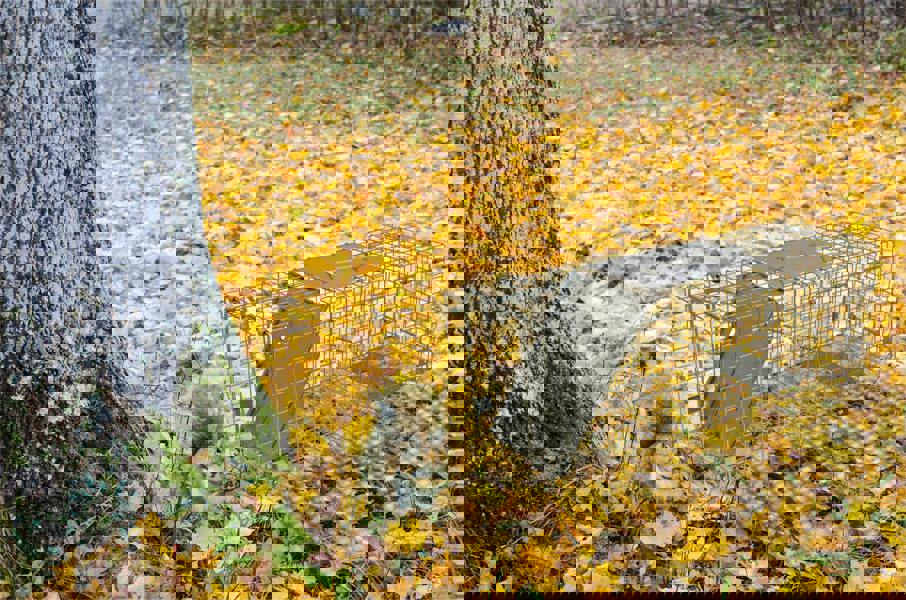 St Helens Home and Garden Collapsible Live Animal Trap