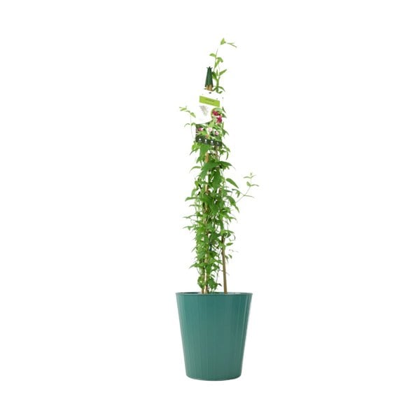 Jasminum Officinale – 3 L Pot – Fragrant White cluster Climbing Jasmine (Copy) plants by post