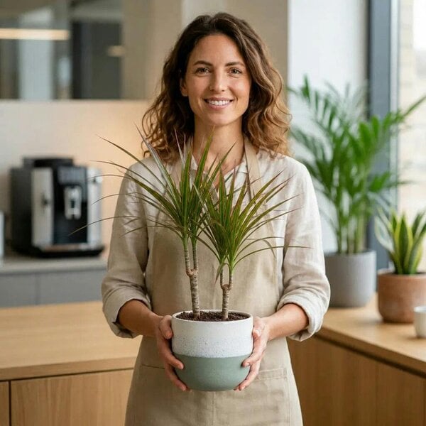 Dracaena Marginata 3 Stem Dragon Tree – Elegant Architectural Tropical Indoor Houseplant