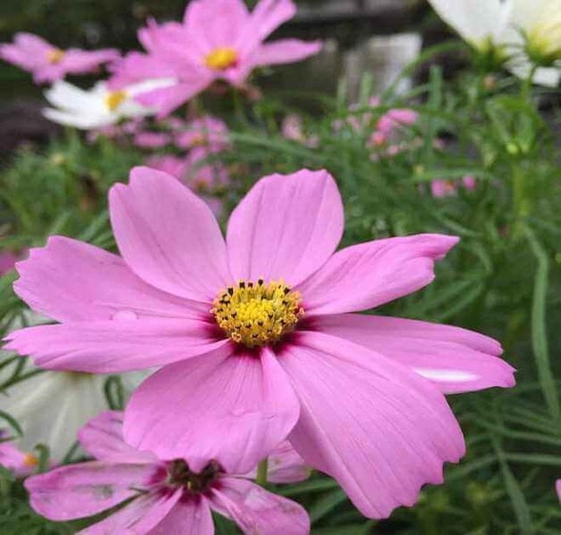 cosmos pinkie plant