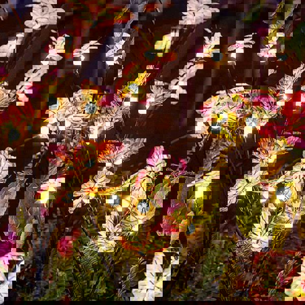 Leaper Solar Butterfly & Firefly Garden Ground Lights