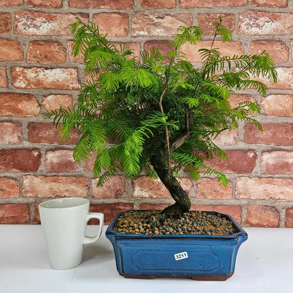 Yorkshire Bonsai Dawn Redwood (Metasequoia) Bonsai Tree | Shaped | In 25cm Pot
