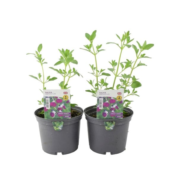 Salvia Amethyst Lips 1L Pot x 2 Plants By Post