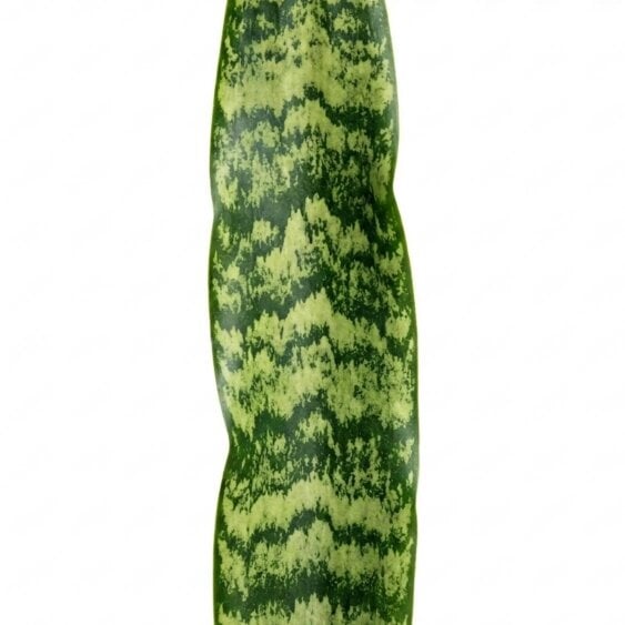 Sansevieria Snake Plant – Air Purifying Easy Care Indoor Houseplant