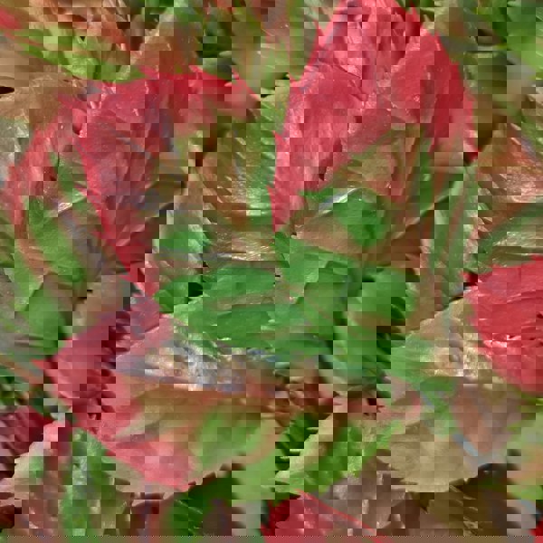 Samuel Alexander 100cm x 200cm Artificial Fence Garden Trellis Privacy Screening Indoor Outdoor Wall Panel - Red Beech Leaf