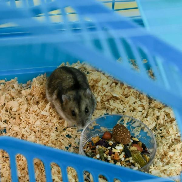 Dwarf mouse on wood bedding inside a blue wire cage near a food bowl